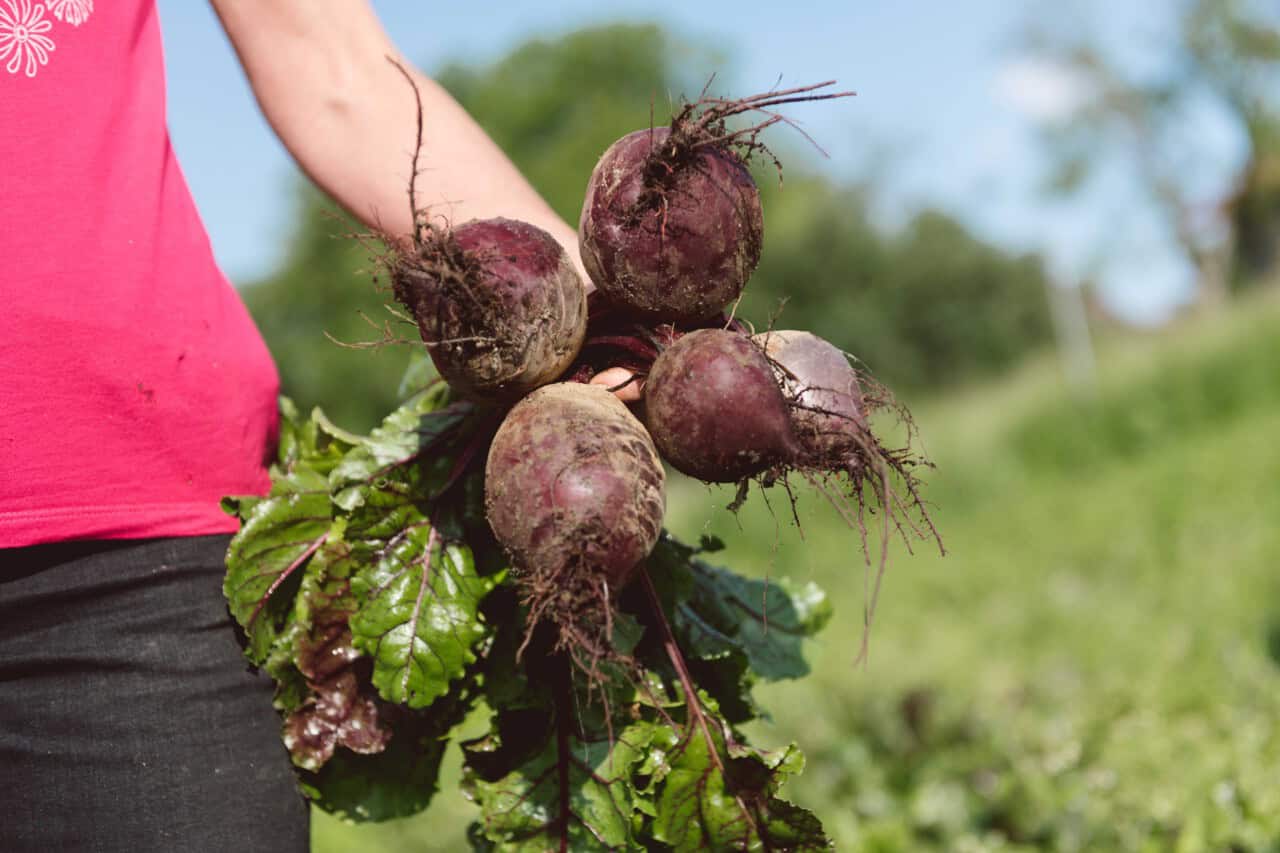 Rote Rüben in der Hand nach der Ernte