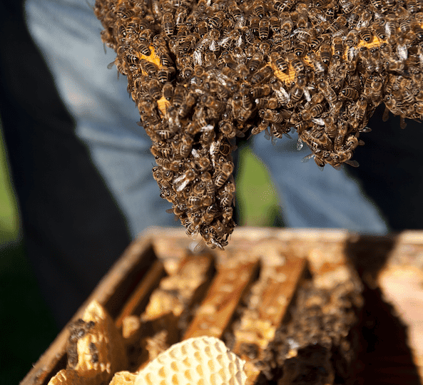 © BIO AUSTRIA/Theurl Bienen auf der Beute