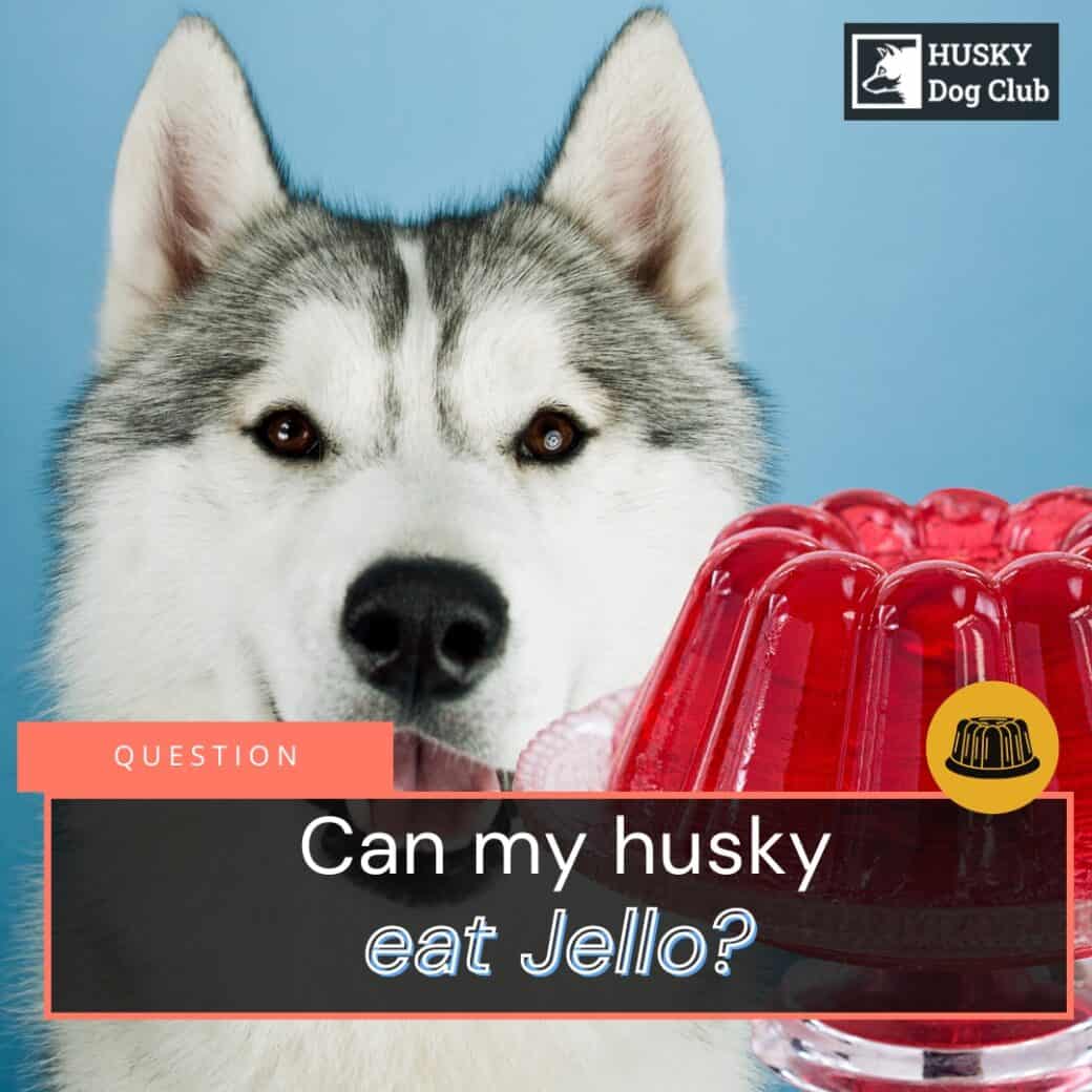 Why Does My Husky Howl? The Answer Will SHOCK You