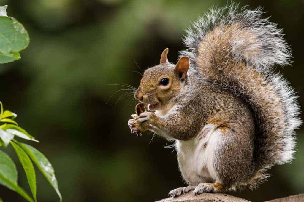 How to Hunt Squirrel - Squirrel Hunting Tips - proHuntingHacks