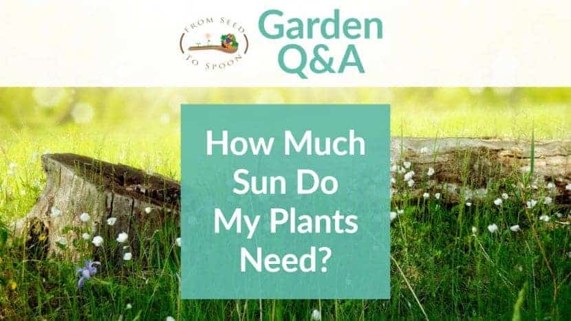Q A How Do I Know How Much Sunlight Vegetables Fruits Herbs Require From Seed To Spoon Vegetable Garden Planner Mobile App