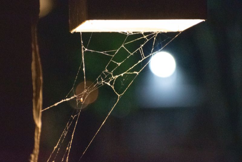 How To Keep Spiders Away From Patio (13 Most Effective Ways)