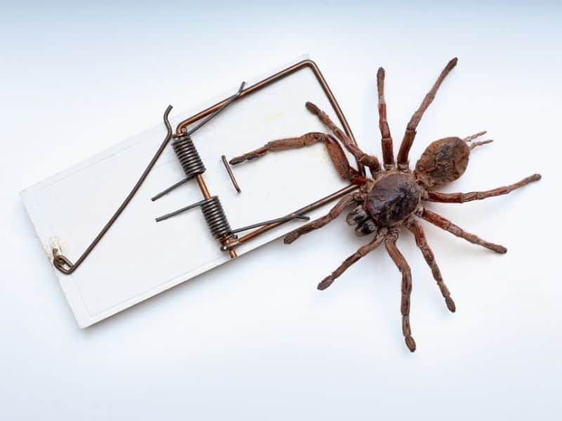 How To Keep Spiders Away From Patio (13 Most Effective Ways)