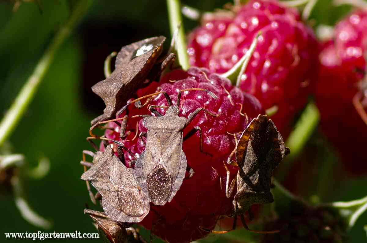 Braune Wanzen an Himbeeren Beerenwanzen, Lederwanzen bekämpfen