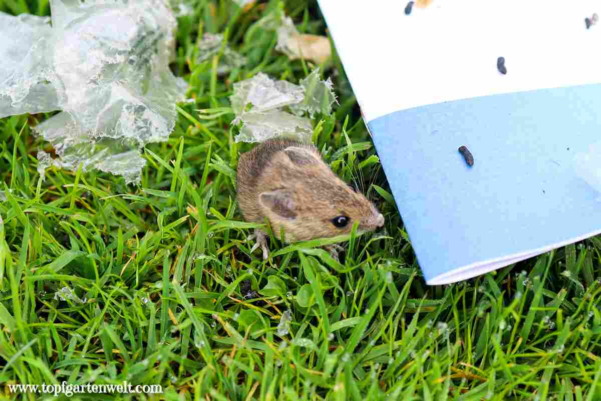 Mäuse vertreiben im Garten mit Hausmittel, Geruch, Gift Topfgartenwelt