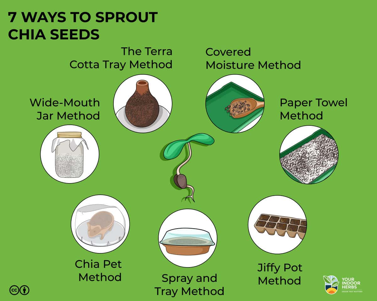 7 Ways To Sprout Chia Seeds Easy Your Indoor Herbs And Garden