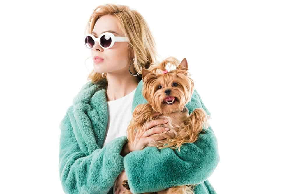 celebrities with yorkies