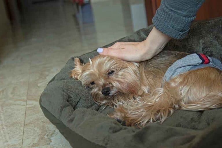 Why Is My Yorkie Throwing Up? An InDepth Look At Common Causes And