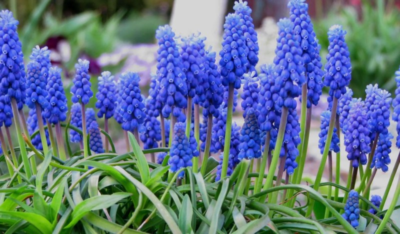 Muscari para rincones oscuros