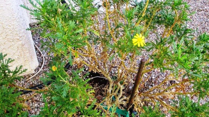 Margarita amarilla euryops leñosa