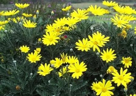 Cómo podar la margarita amarilla euryops