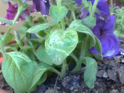 Petunia enferma