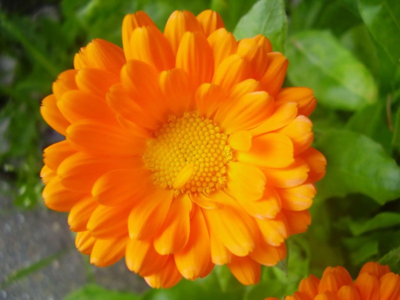 Flor naranja de caléndula