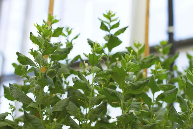 Nicotiana benthamiana