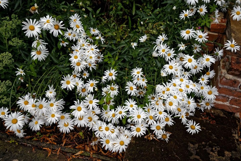 Cuáles son las plantas que necesitan pocos cuidados