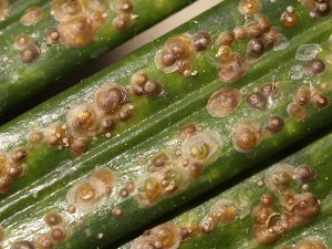 Cómo quitar la cochinilla de las plantas