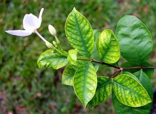 Hojas amarillas con borde verde es falta de nitrógeno