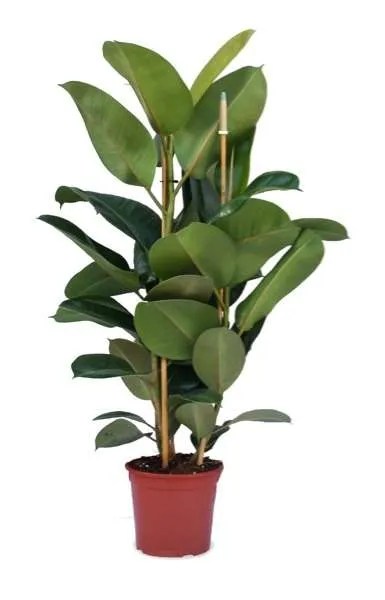 Hojas amarillas y telarañas en el ficus