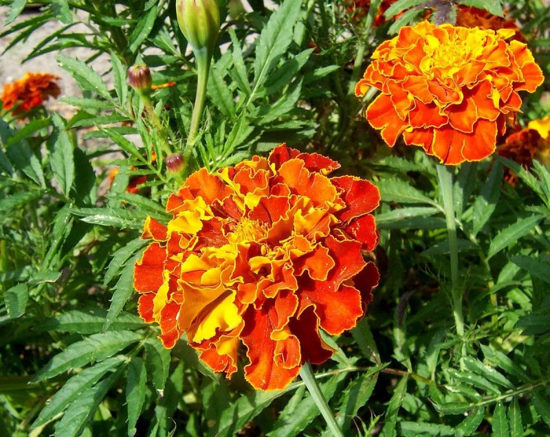 Plantas que soportan el calor