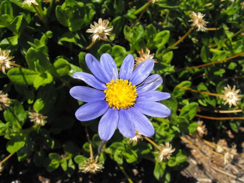 Cuidados y enfermedades de la felicia agatea
