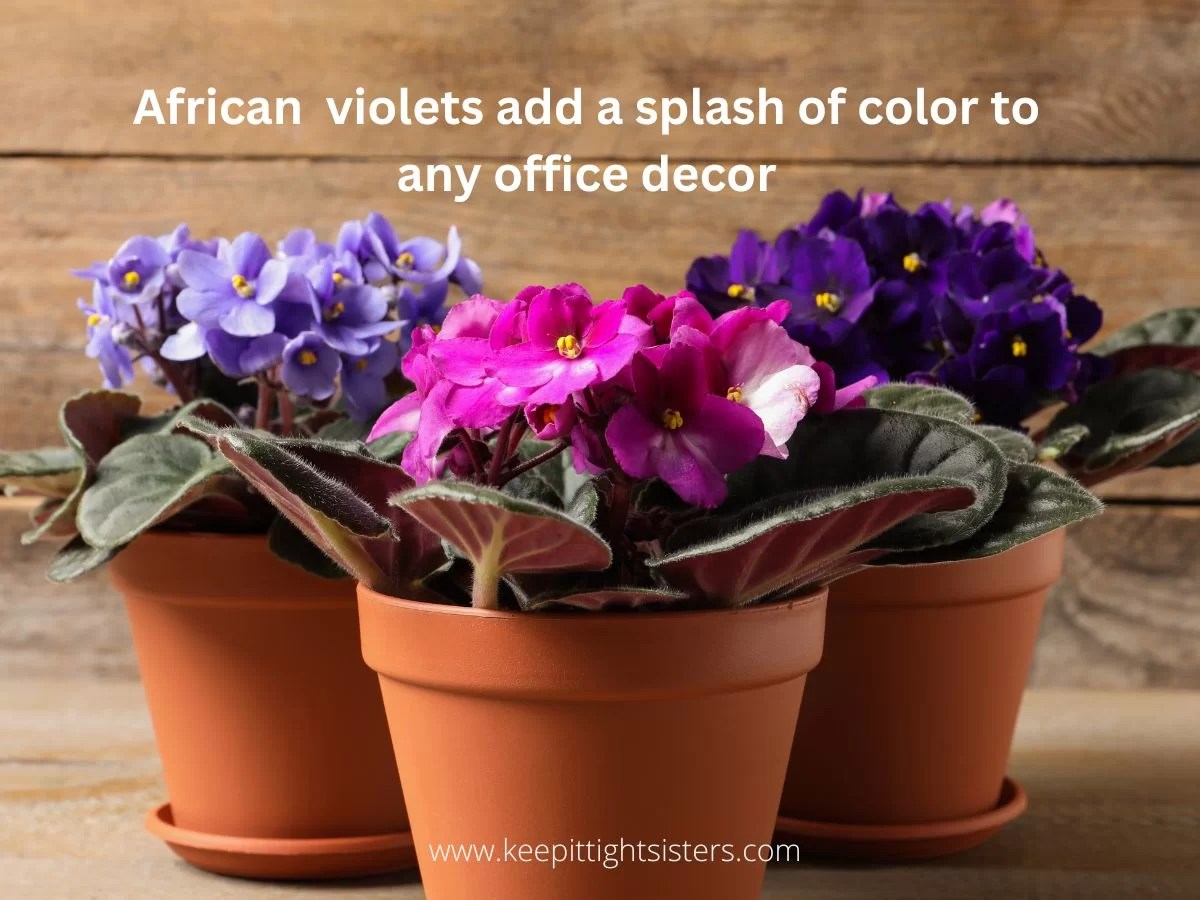 How to Select the Best Plants for a Windowless Office