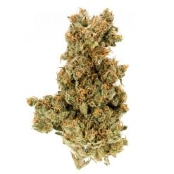 AK-47 Hybrid Strain cannabis nugs with tactical accessories on camo background - Moonrock Premium Hybrid