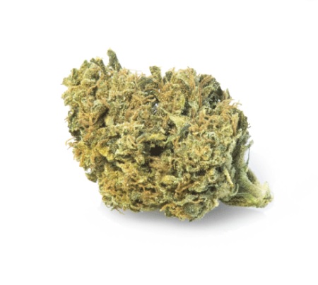 Buy Gorilla Glue Kush Strain - Premium sativa-dominant hybrid cannabis buds