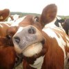 Water Color Cow 2 - Image 6