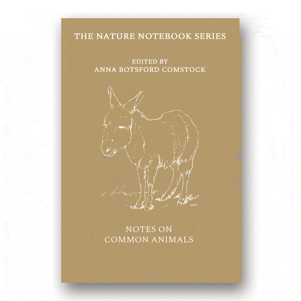 Notes on Common Animals
