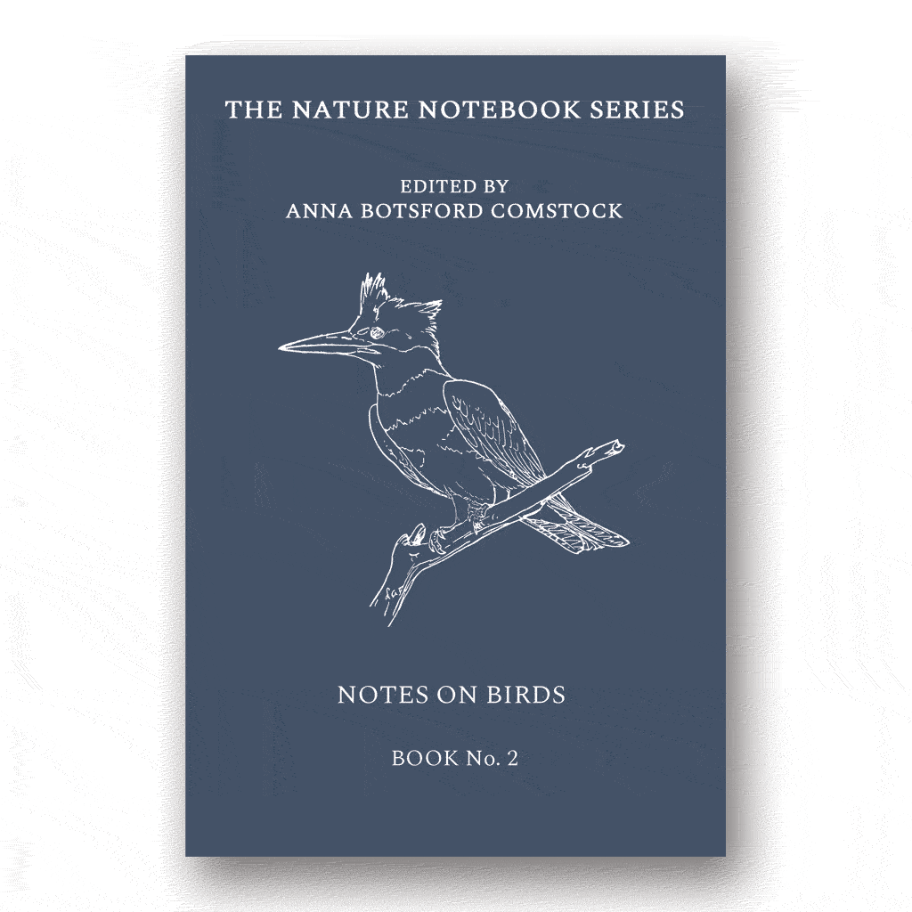Notes on Birds 2