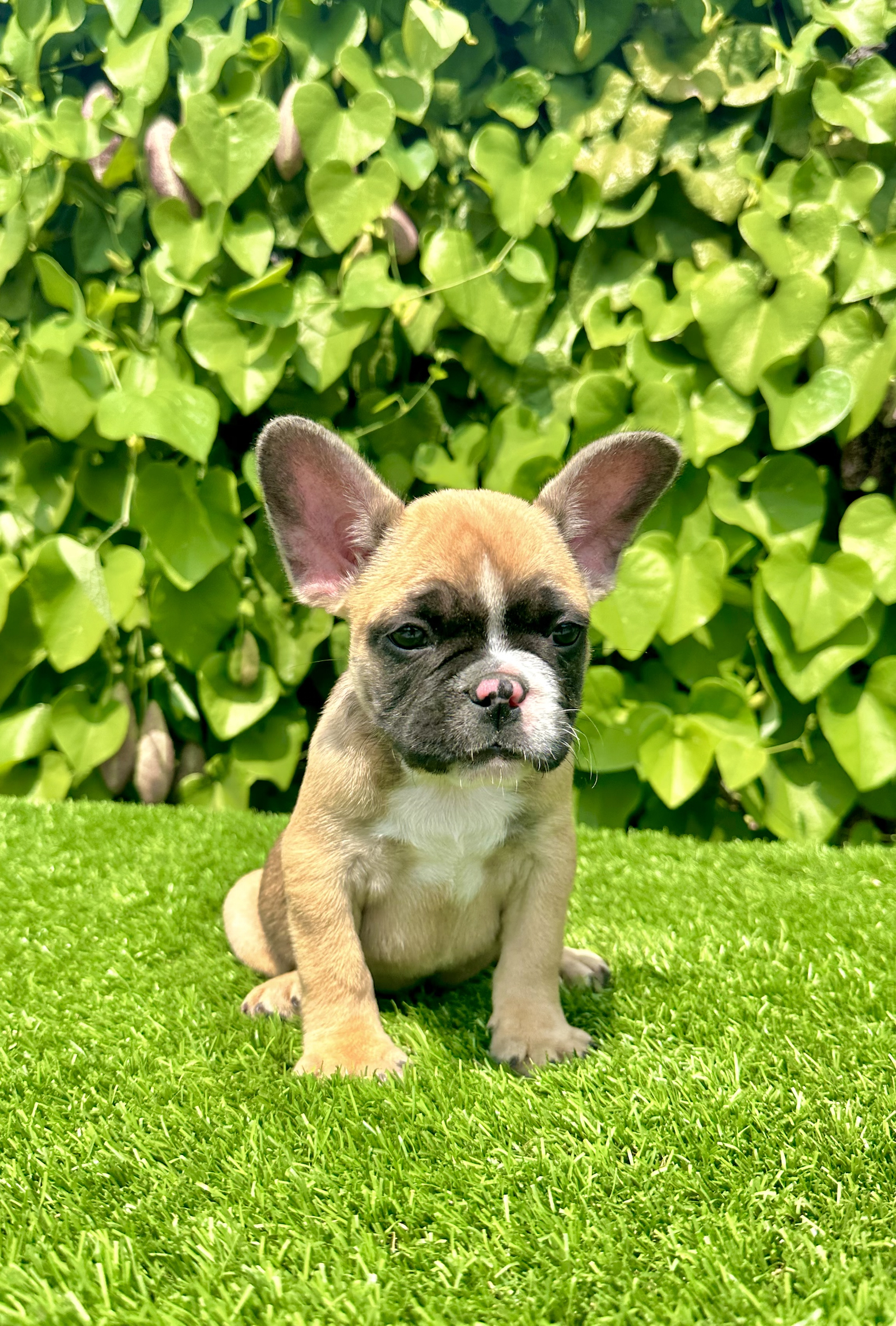 french bulldog puppy