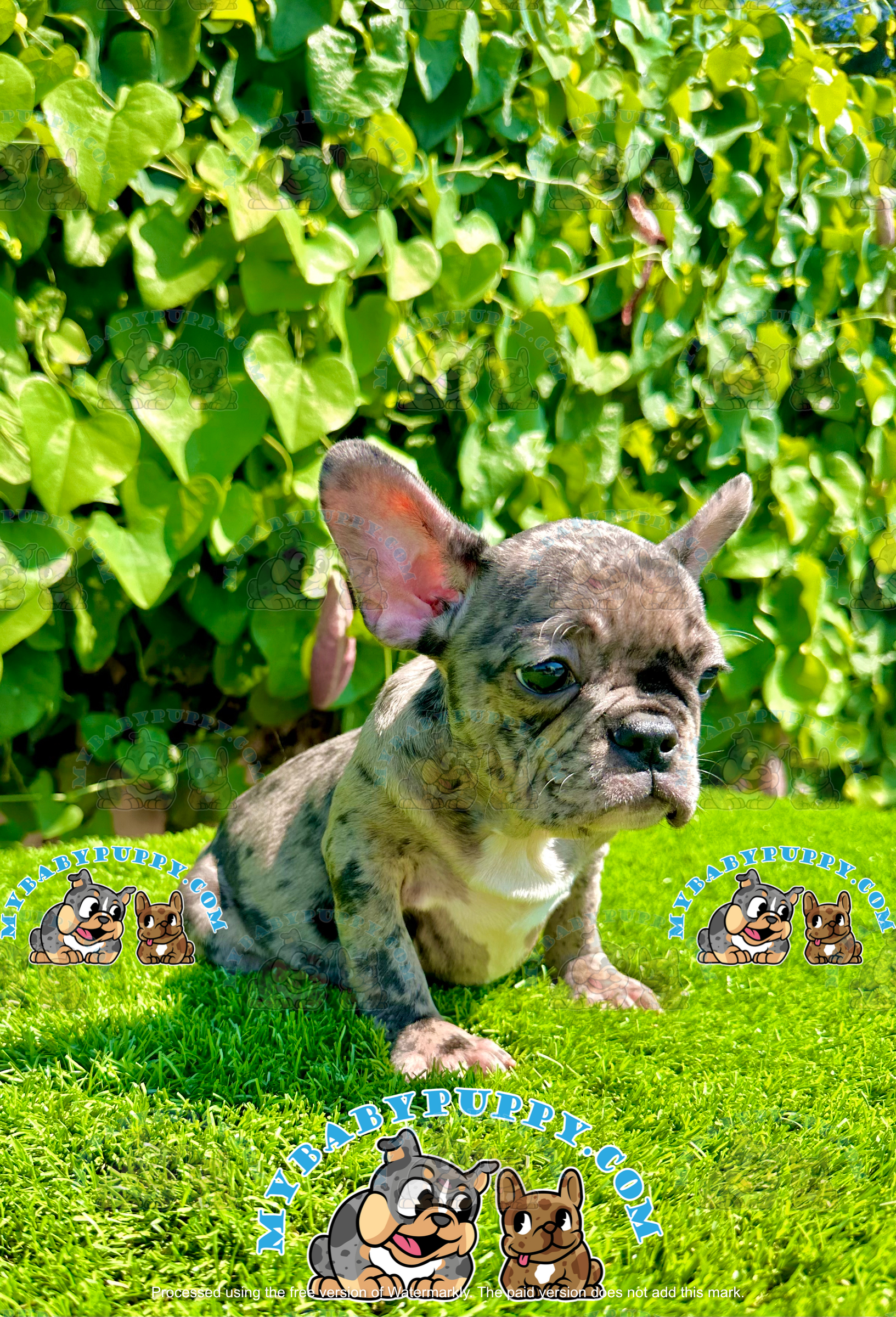 Merle French Bulldog