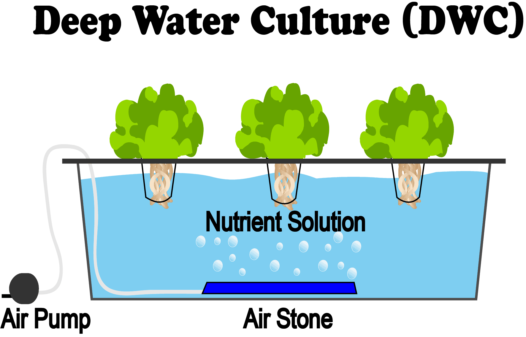 Deep Water Culture (DWC) Hydroponic Method