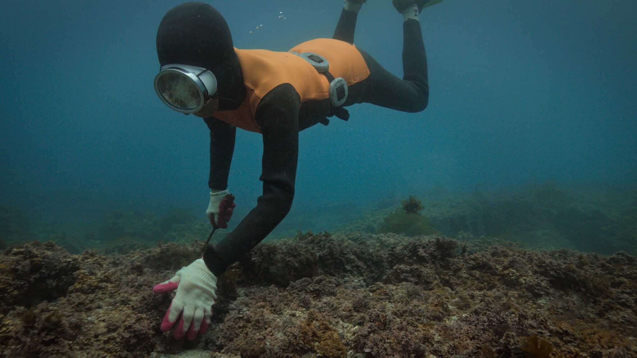 A haenyeo diver underwater collecting seafood.