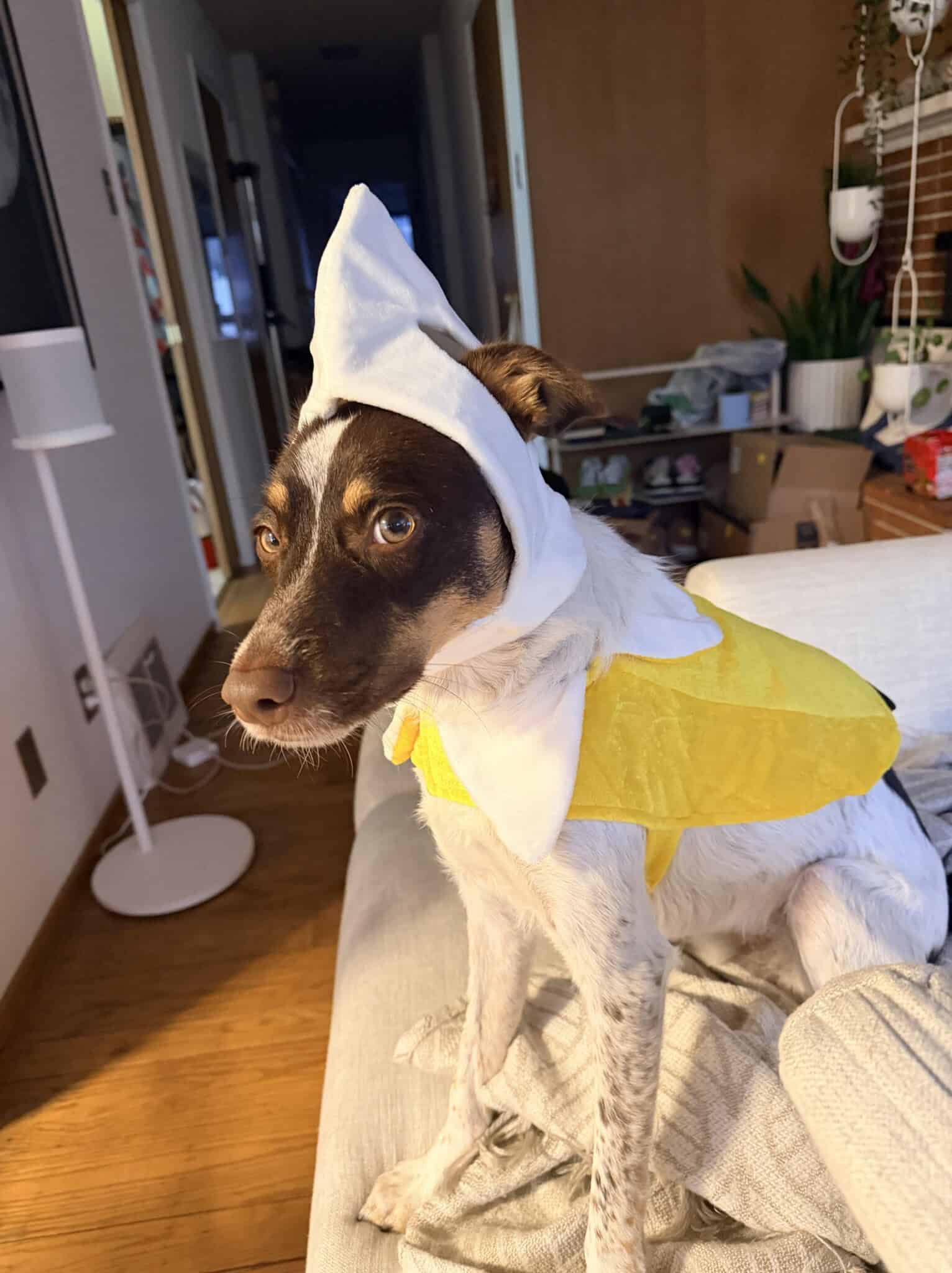 A dog with brown and white fur sits on a couch wearing a yellow and white banana costume, with the peel on its back and a white hat shaped like a banana tip. The room has wooden floors and various household items.