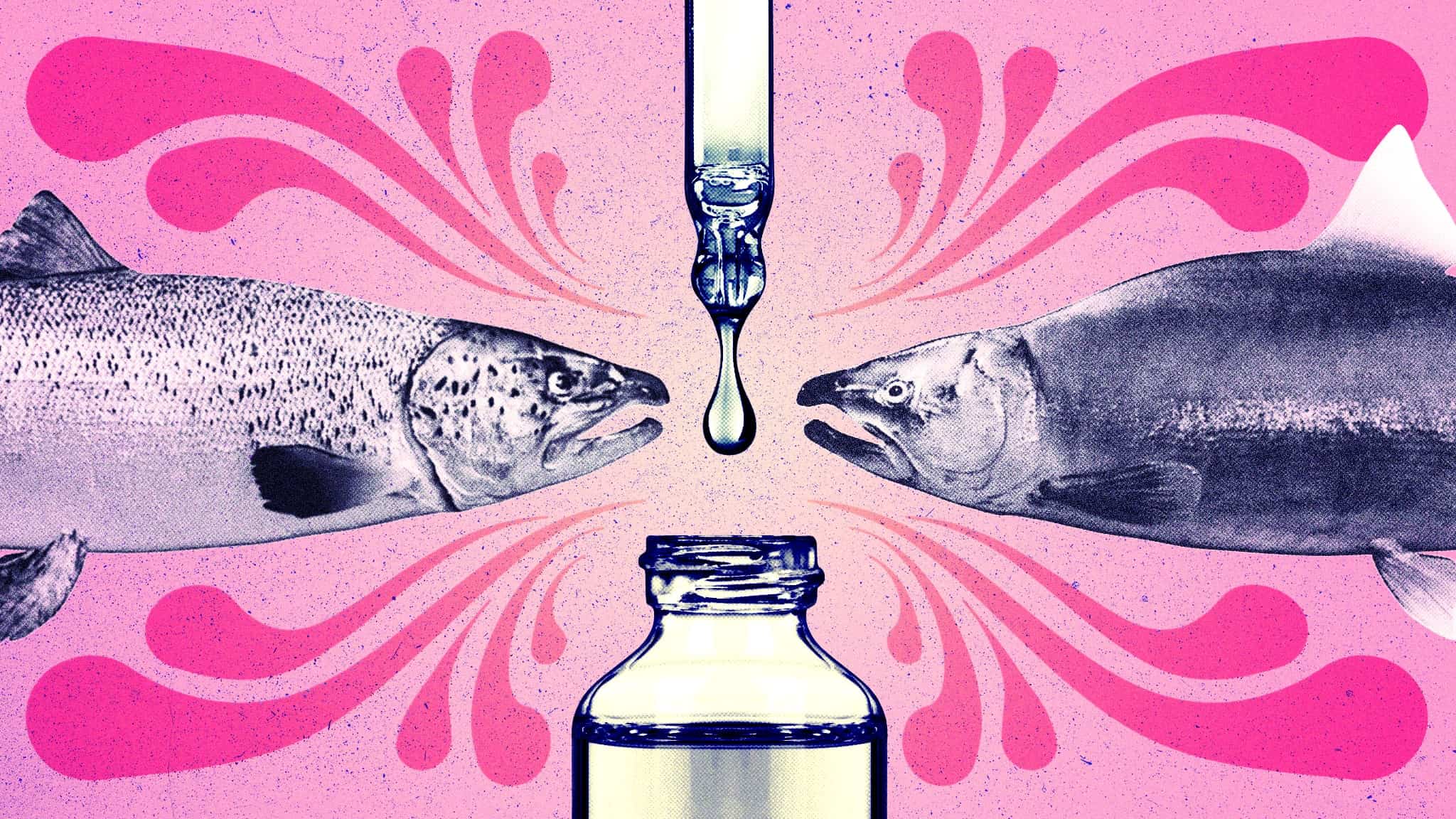 Two fish face each other on a pink background as a dropper releases liquid into a vial between them, with decorative swirls radiating outward.