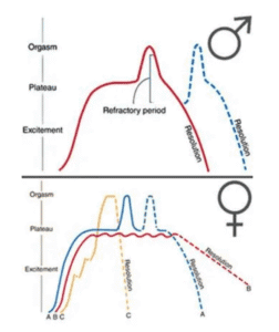 A diagram showing sexual response cycles for males (top) and females (bottom), with phases labeled as excitement, plateau, orgasm, and resolution. Males have a refractory period, females show three response patterns.