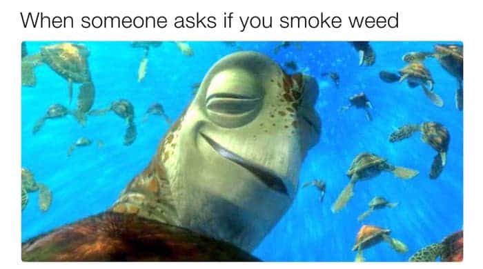 A relaxed sea turtle with half-closed eyes smiles underwater, surrounded by other turtles. Text above reads, When someone asks if you smoke weed.