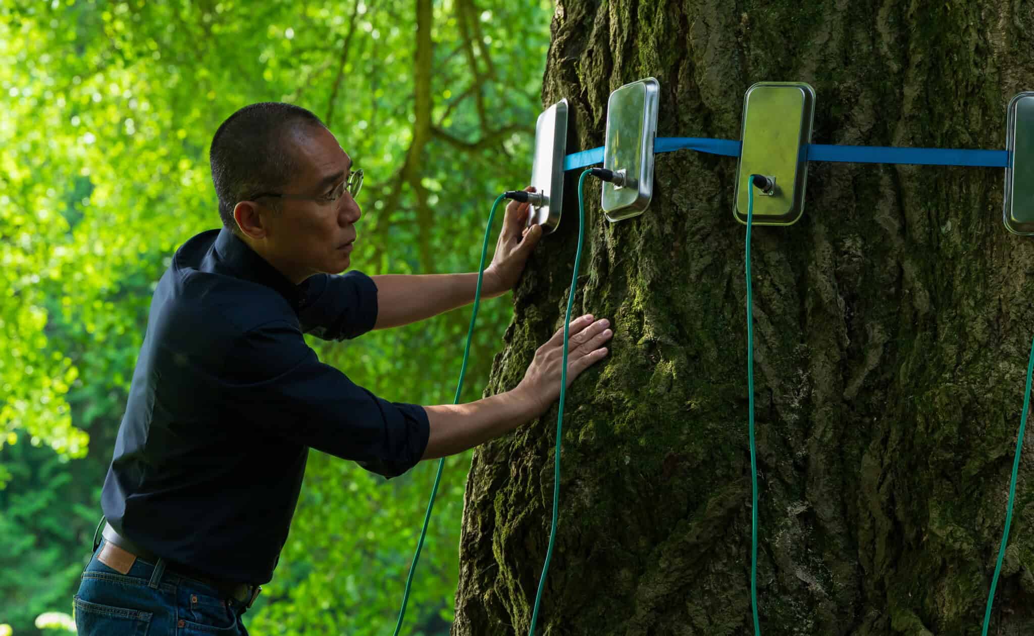 A person attaching electronic sensors with blue straps to the trunk of a large tree in a lush, green outdoor setting.
