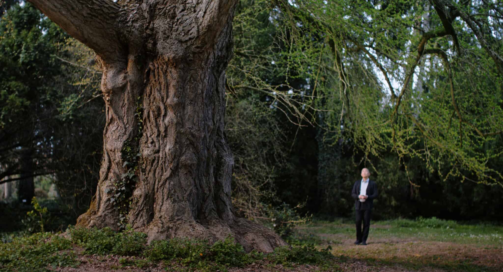 A large, old tree with textured bark stands in the foreground, while a person in formal attire stands in the background on a grassy area, surrounded by greenery and dappled sunlight.