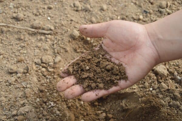 Jing soil