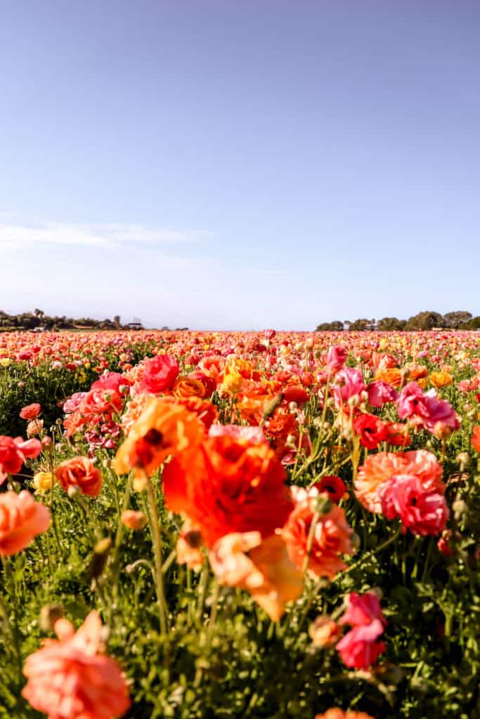 ranunculus flowers at Carlsbad Flower Fields