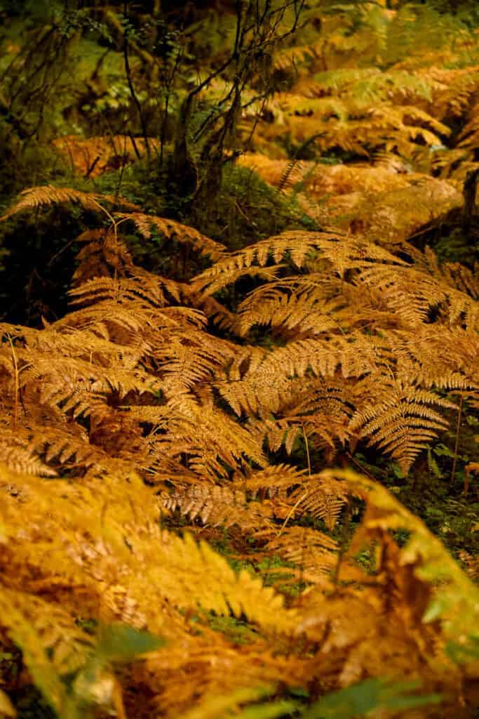 ferns in the hoh rainforest