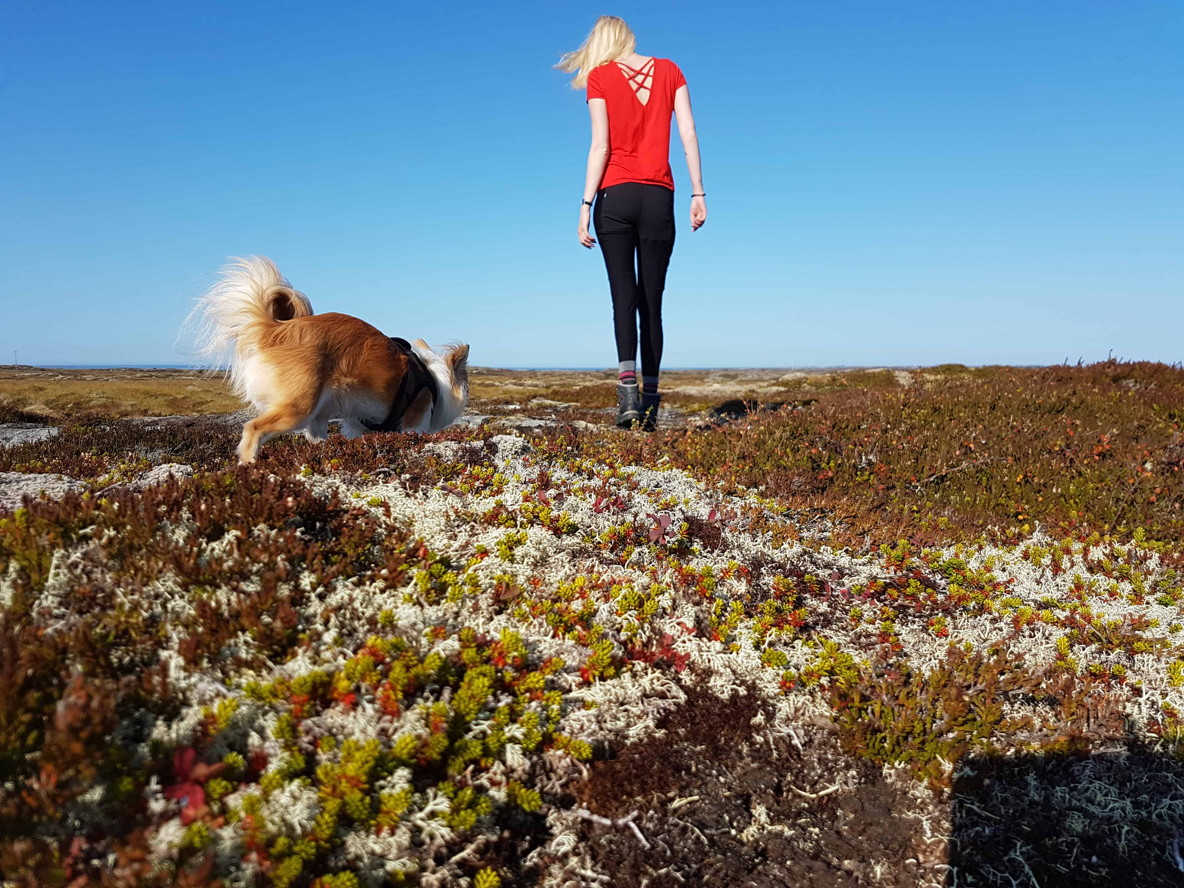 Met je hond naar Noorwegen? Dit moet je weten! - Lost in Norvana