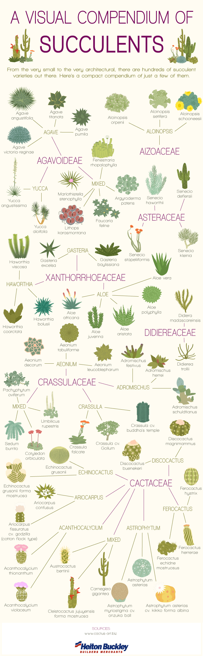 Visual-Comendium-of-Succulents-V2