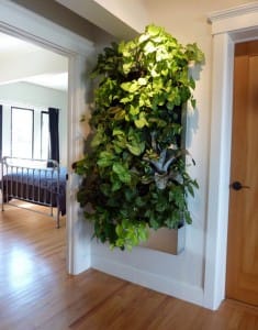 plants on a wall using pockets
