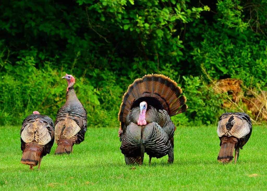 How to Hunt Turkey - Turkey Hunting Tips - proHuntingHacks