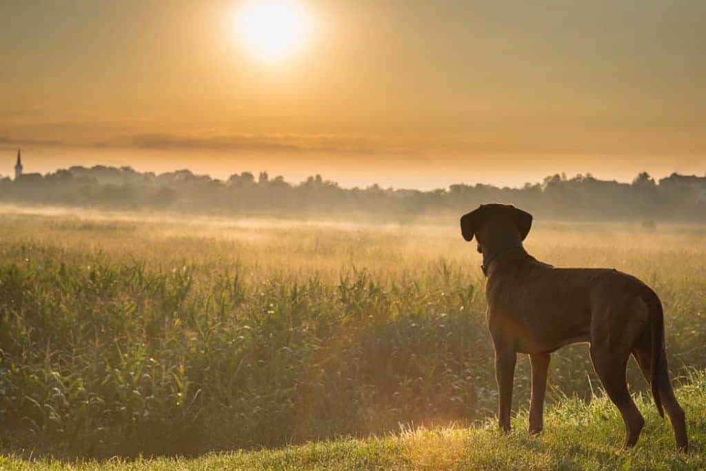 Gun Dog Training Tips - ProHuntingHacks
