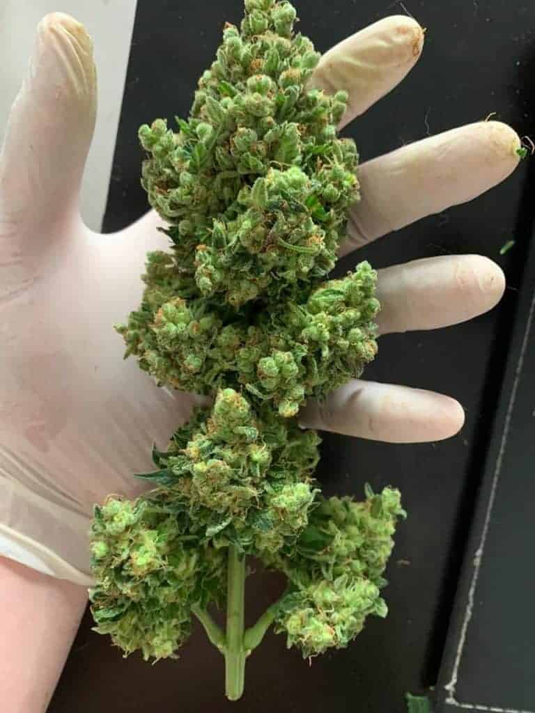 Hvor kan man få lovligt THCA i Danmark?