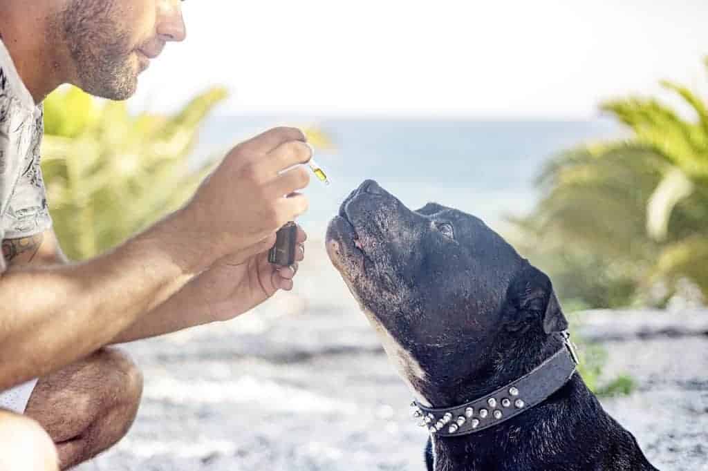 Hvad er CBC-cannabinoid?